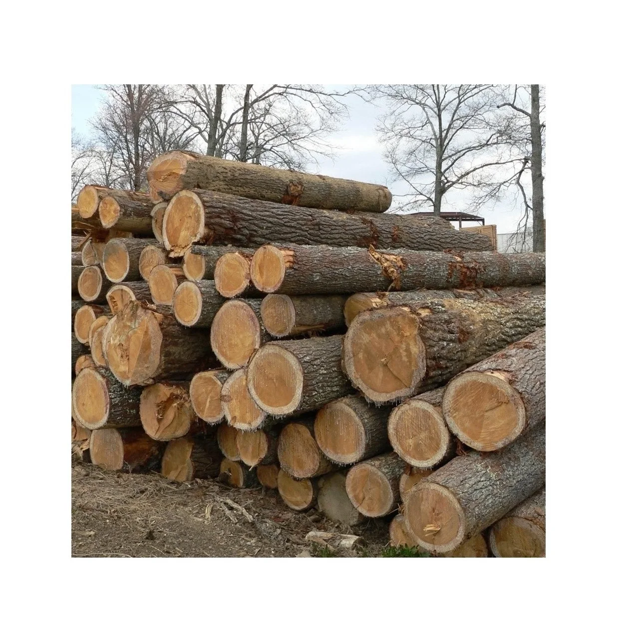 Сушеные сосновые круглые бревна-сушатся, натуральные, доступны различные размеры