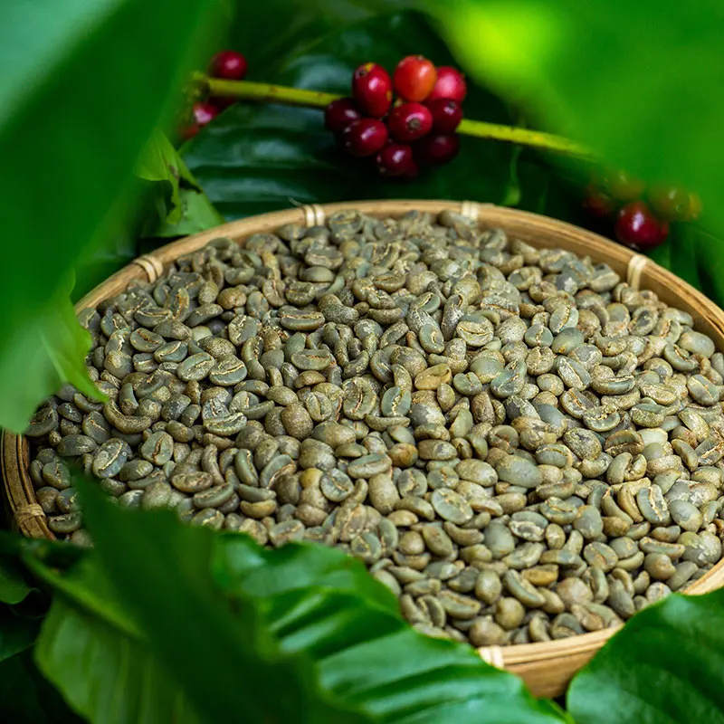 High Quality Vietnamese Specialty Arabica Green Coffee Beans Bagged Specialty Coffee for International Delivery