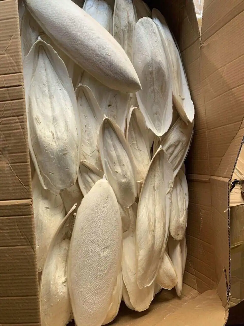 Top Reliable Supplier Provide Dried Cuttlefish Bone - High Quality White Bleached Cuttlefish Bone With Competitive Price 2024