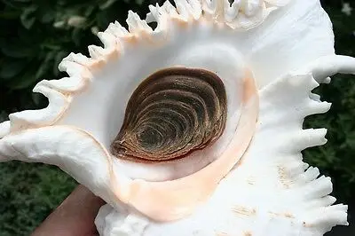 Мурекс-оперкулум из Вьетнама, в наличии