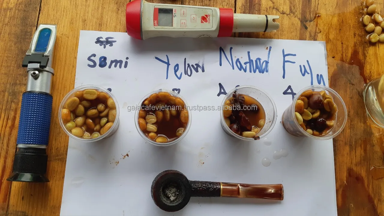 Arabica Raw Coffee Beans Honey Process High Quality S16 with 98% Maturity Cherries from Central Highland of Vietnam