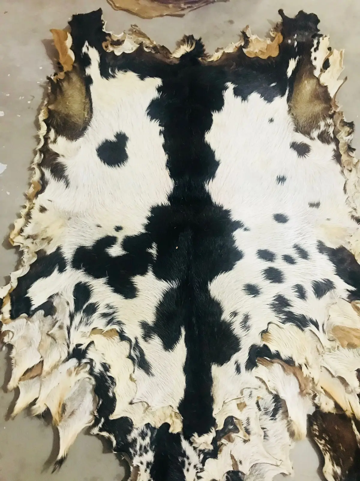 Vellum Head Full Goat skin with Hair
