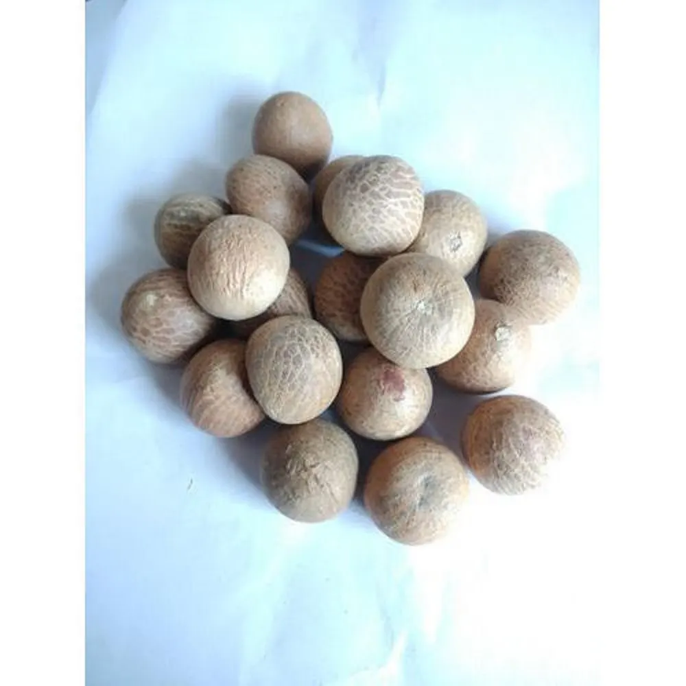 Dried Raw Best Quality Whole Betel Nuts Best Selling Export Quality