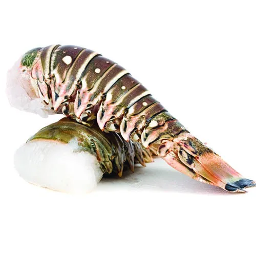 Frozen Fresh Live Green Lobster - Alive Bamboo Lobster - Live spiny lobster for sale