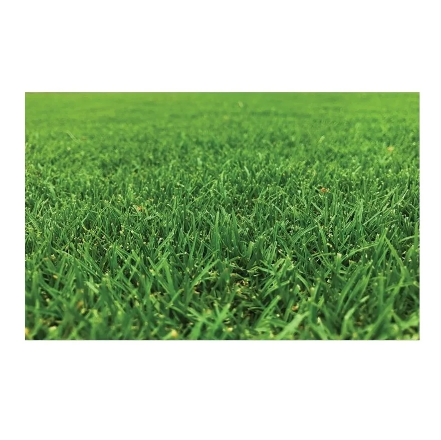 Quality Timothy Hay Quality Alfalfa Hay/ Timothy Hay and Lucerne Clover in Bales/Bermuda Orchard Grass Oat Hay