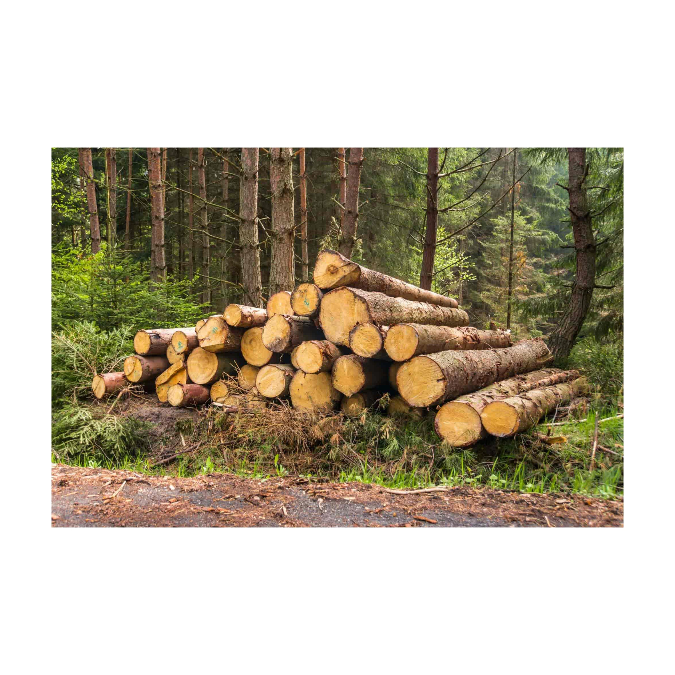 Wholesale Factory Direct Sales Cheap Prices Pine Wood Timber Lumber