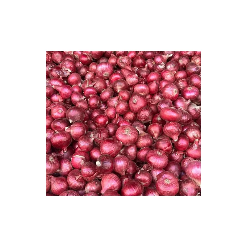 Our Red Onions Are Renowned for Their Vibrant Color, Crisp Premium Indian Round 30 to 60 Days in The Fridge 4 to 6 Weeks Outside