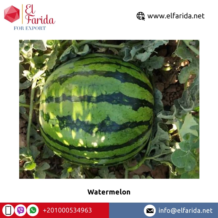 100% Natural Delicious Taste Best Quality Wholesale Egyptian Fresh Fruit Seedless Watermelon at Reliable Market Price From