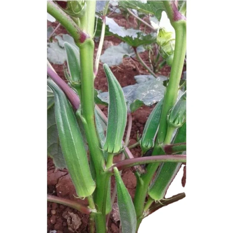 Поставщик темно-зеленого качественного Окра для экспортного материала