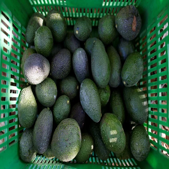 Avocado OEM Packaging  Avocado HASS/FORTE