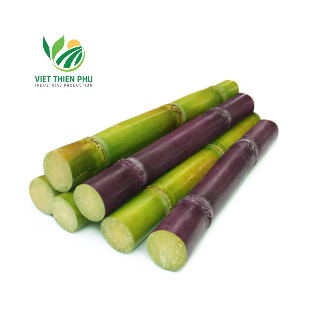 HOT SALE-FROZEN SUGARCANE COMPETITIVE PRICE AND HIGH QUALITY FOR EXPORT FROM VIETNAM GARDENS