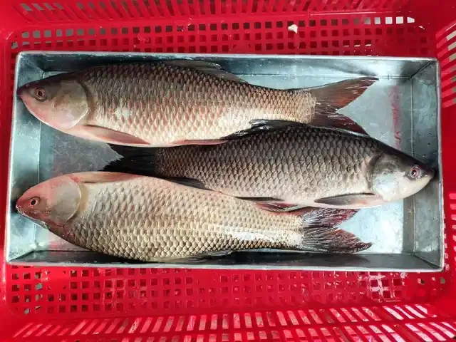 Оптовая продажа свежие замороженные морепродукты филе рыба баррамунди для оптовых