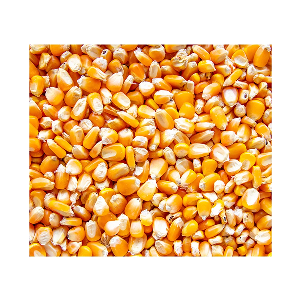 Corn Yellow Maize Dried Yellow Corn Popcorn Corn
