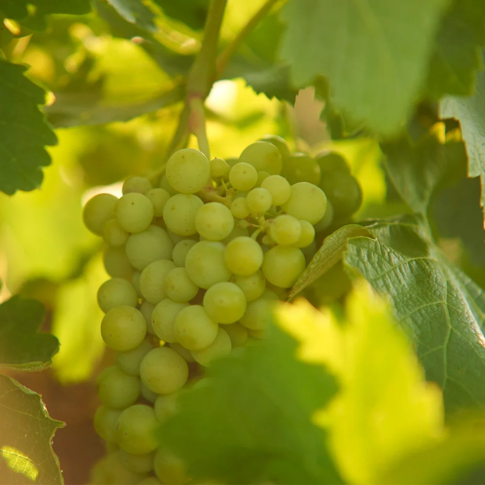 Excellent spanish 100% Verdejo grapes still fruity fresh White wine 750ml glass bottle for supermarkets