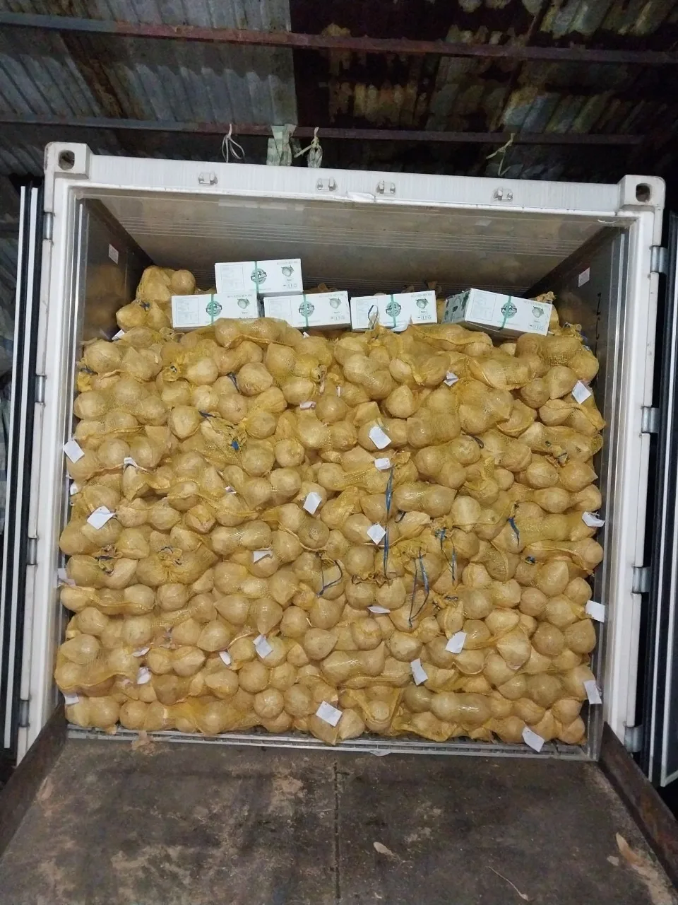 IN BULK QUANTITY MATURE COCONUT SEMI HUSKED COCONUT FROM BLUE LOTUS FARM VIETNAM 2023