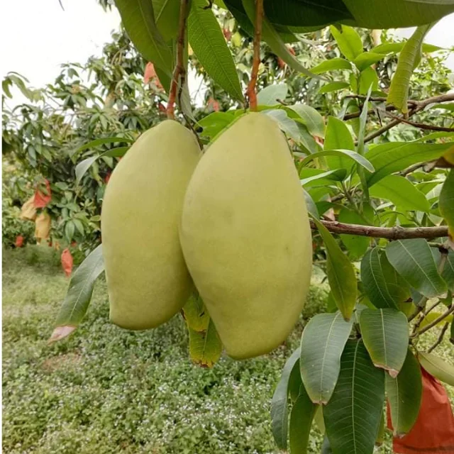 Mango Keo Best Quality Brand Supplier For Export Custom Logo Package Cheap Price Low MOQ Hot Selling From Vietnam