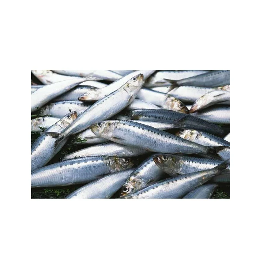 Cheap Price Bulk Sale Top Quality BQF sardines frozen sardine bait frozen sardine fish wholesale sale From German Supplier