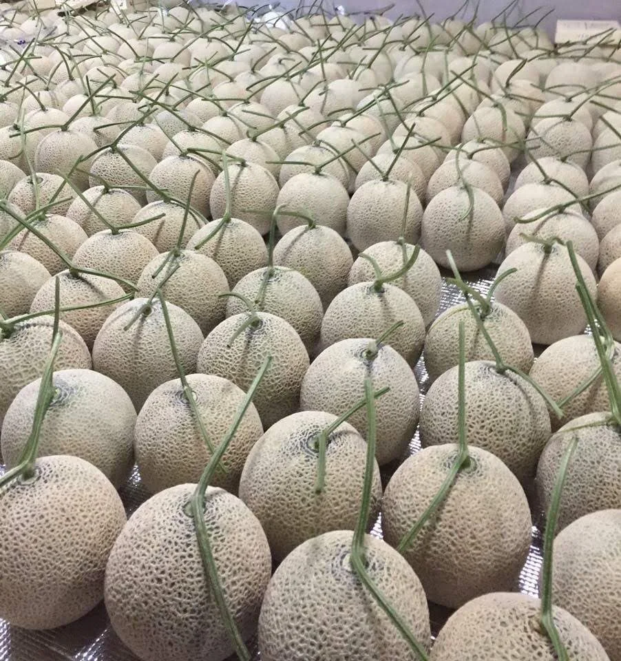 HOT HOT HOT Organic Cantaloupe Fruit Melon High standard green farm good price in bulk