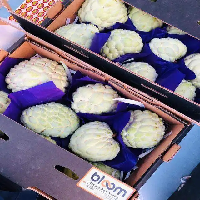 Lowest Price Fresh Custard Apple - TOP QUALITY CUSTARD APPLE FROM Egypt/ WHOLESALE 2022