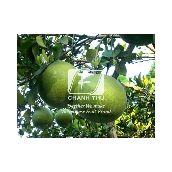 Fresh Pomelo Wholesale Slightly Sour And Less Seed Pomelo Fruit Fresh Pomelo Red/White Meat For Export