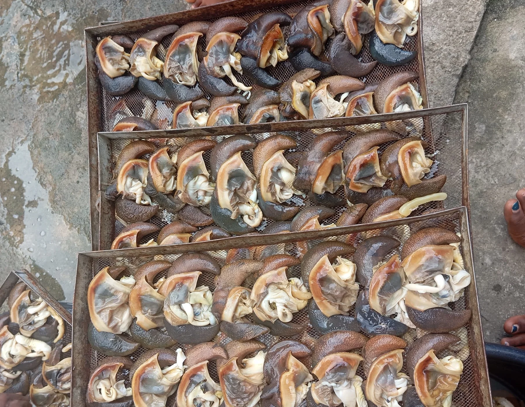 Best Selling Dried / Fresh/ Frozen Snails and Giant Snails For Export Available Now