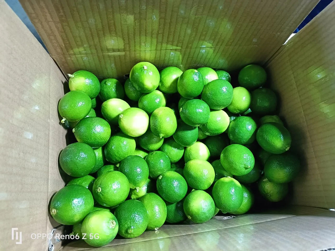 Lemons Fresh for sale/ Fresh Green Seedless Lime Vietnam/ Wholesale GREEN LEMON in Hoang Kim Viet Nam