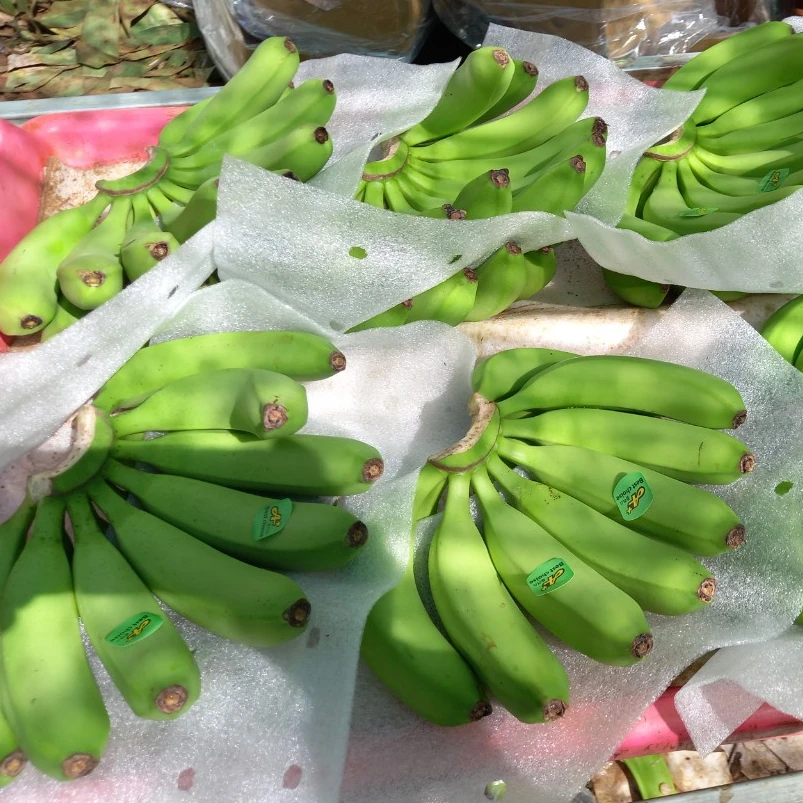 Cheap Price Green Fresh Cavendish Banana High Quality From Vietnam