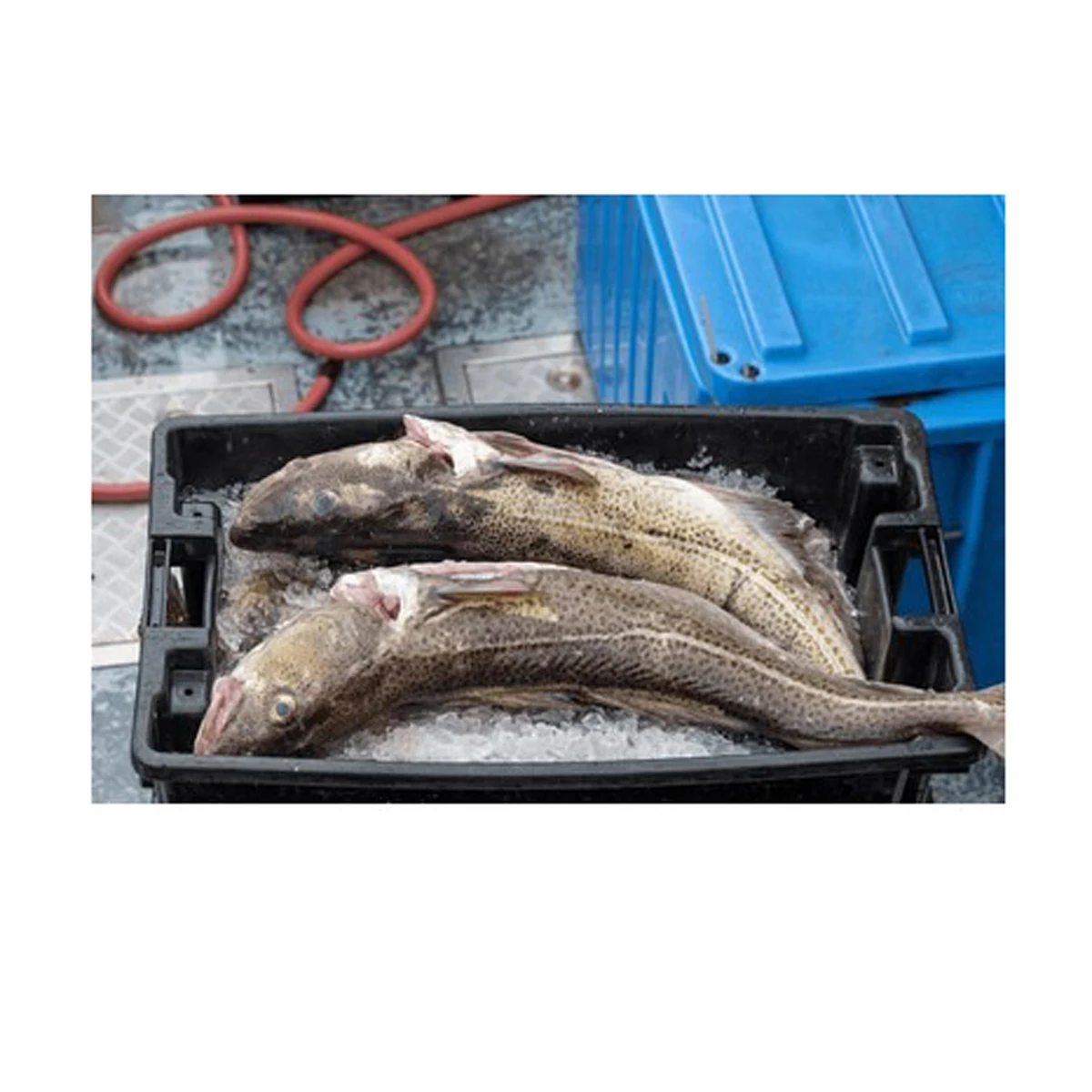 Cheap Price Bulk Stock Fresh Atlantic cod Fish / Fillets For Sale In Bulk With Fast Delivery