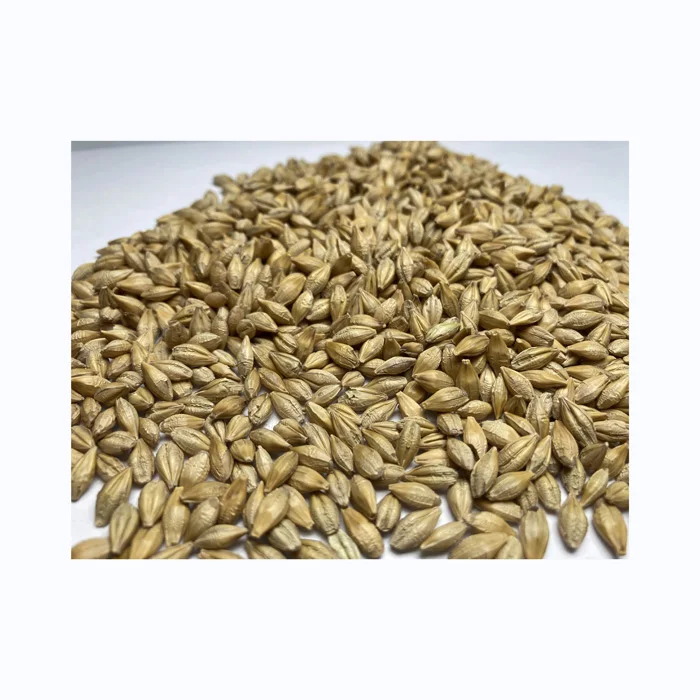 Fastest delivery high quality Barley grain hulled wholesale malted barley malt where to buy barley for very cheap price