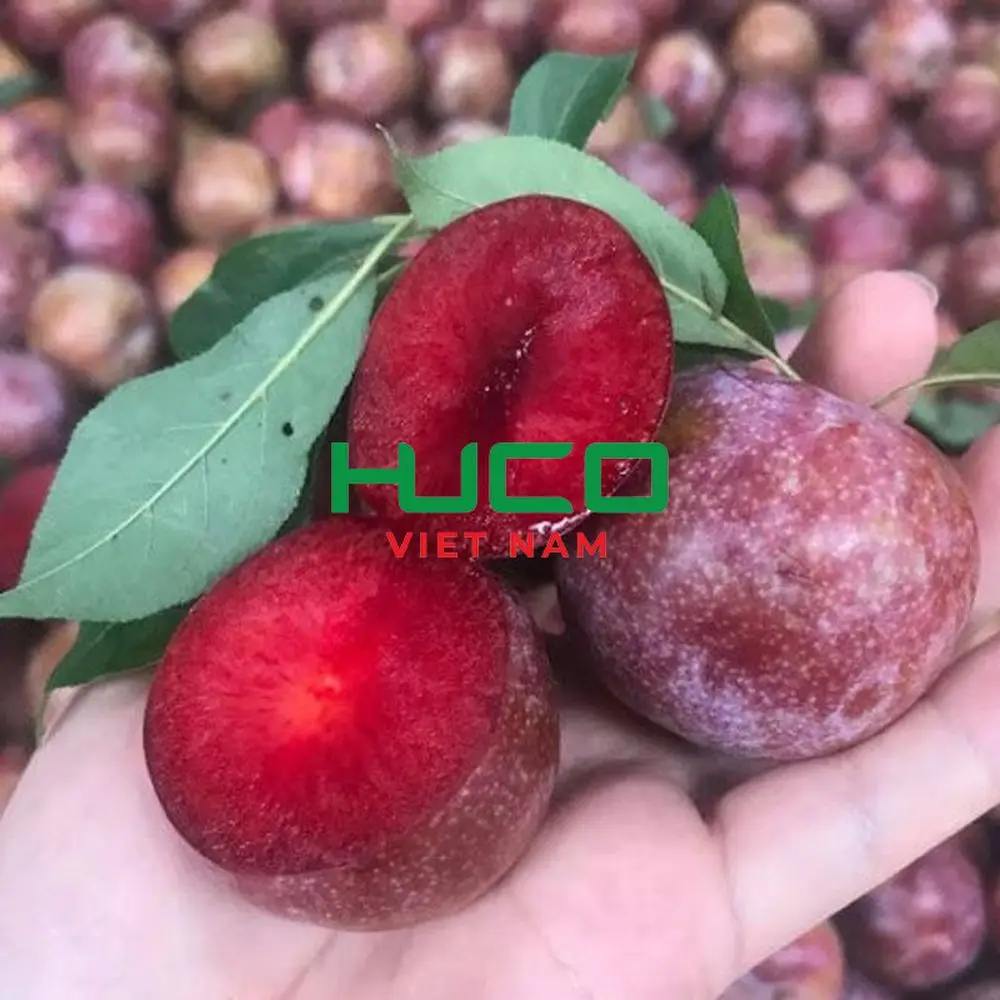 Fresh Juicy Red Plums Tasty Delicious High Quality Sweet Plum Premium Grade 100% Natural