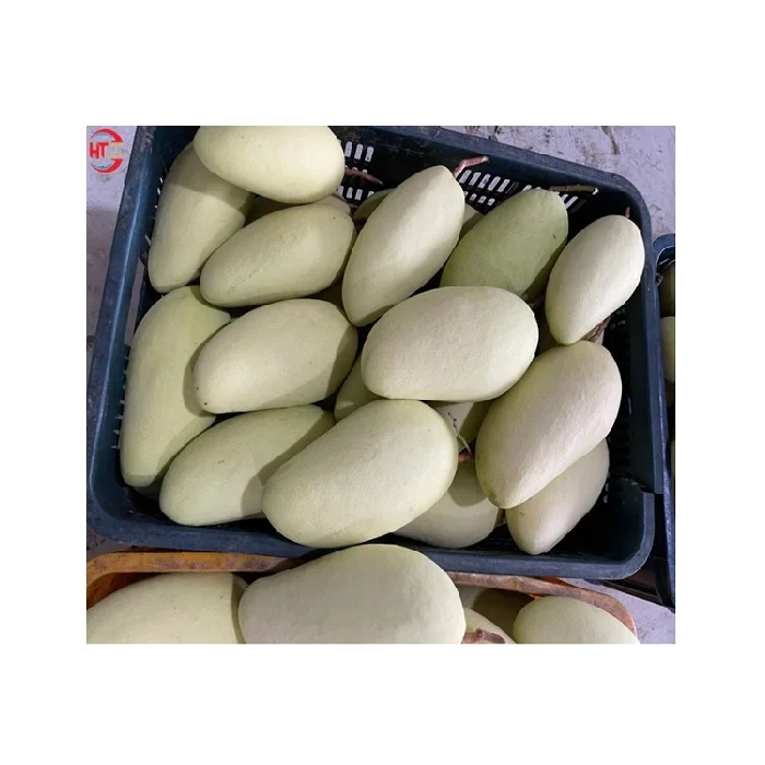 Good Quality Vietnam Organic Fresh Fruit Light Sweet Taste Yellow Taiwanese Mango With Ripe Maturity