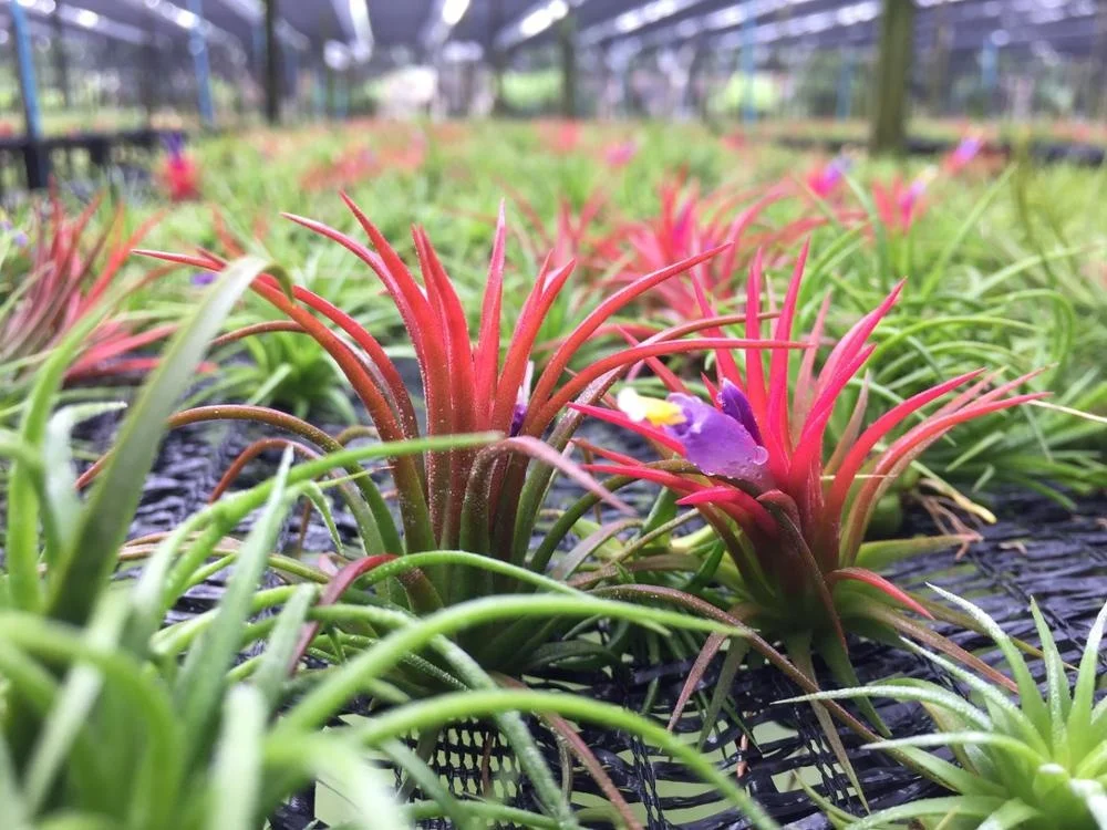 Air plant Tillandsia lonantha Bulbosa Medusa  Funckiana