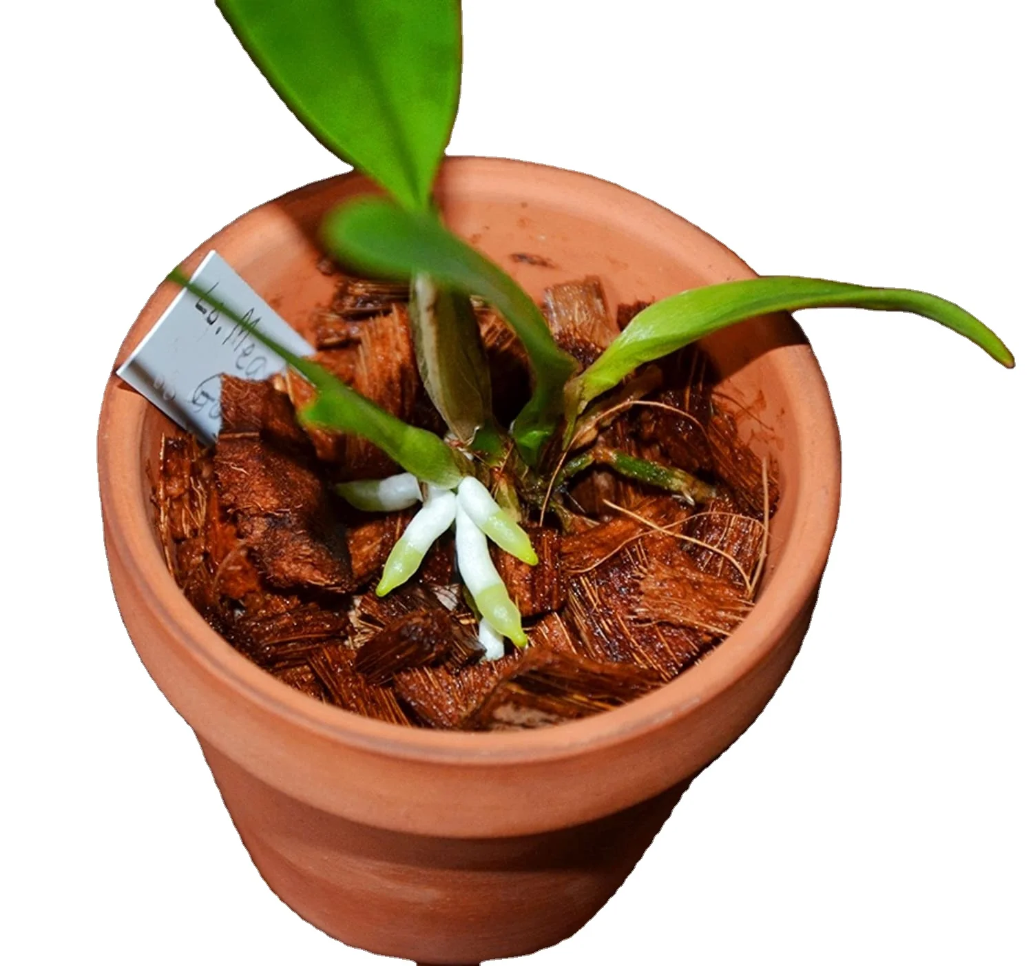 THE LARGEST SUPPLIERS ABOUT COCO PEAT CHIP GROW BAG FROM INDONESIA WITH HIGH QUALITY AND NUTRIENT BEST CHOICE OF NURSERY SEEDS