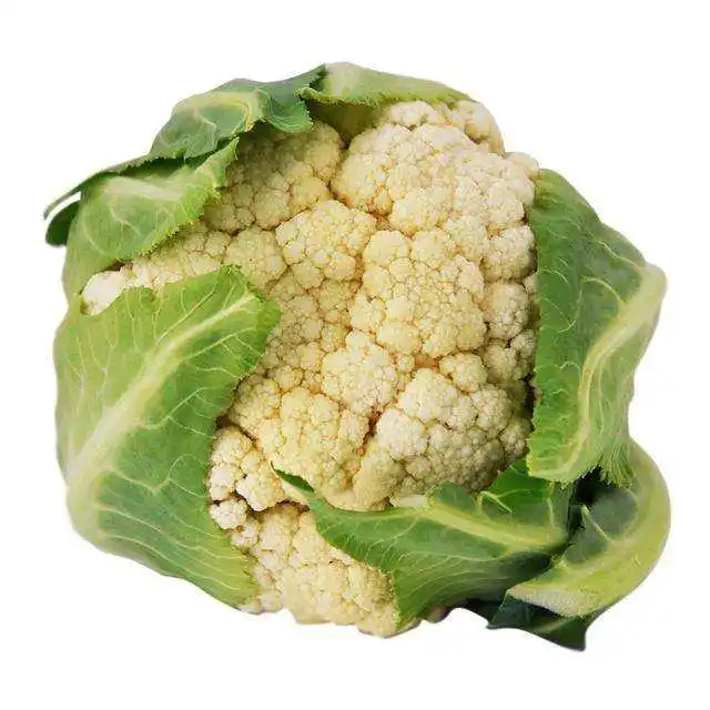 High quality fresh cauliflower fresh vegetables export Chinese cauliflower agricultural plant