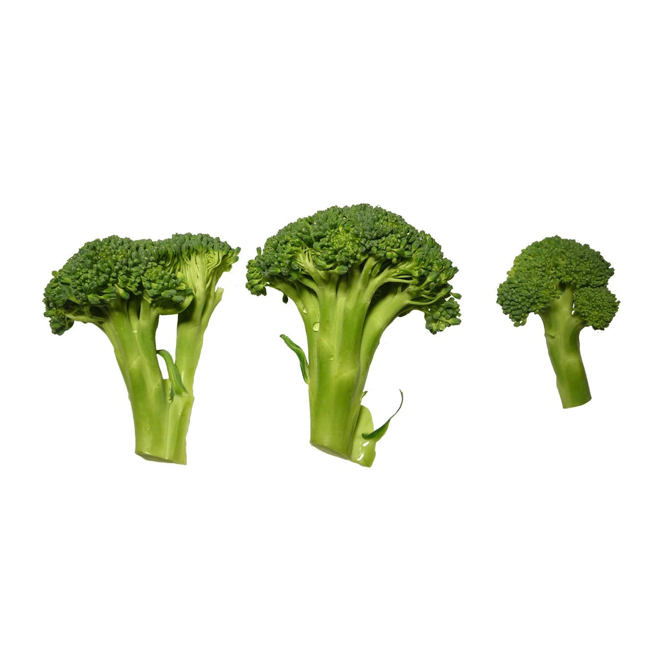 Good Quality Wholesale Fresh Broccoli Hot Sale High Quality Fresh Broccoli Factory Low Price Broccoli