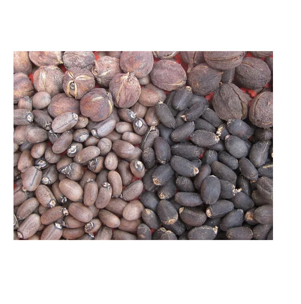 Direct Supplier of 100% Dried Natural Jatropha Seeds at Wholesale Price