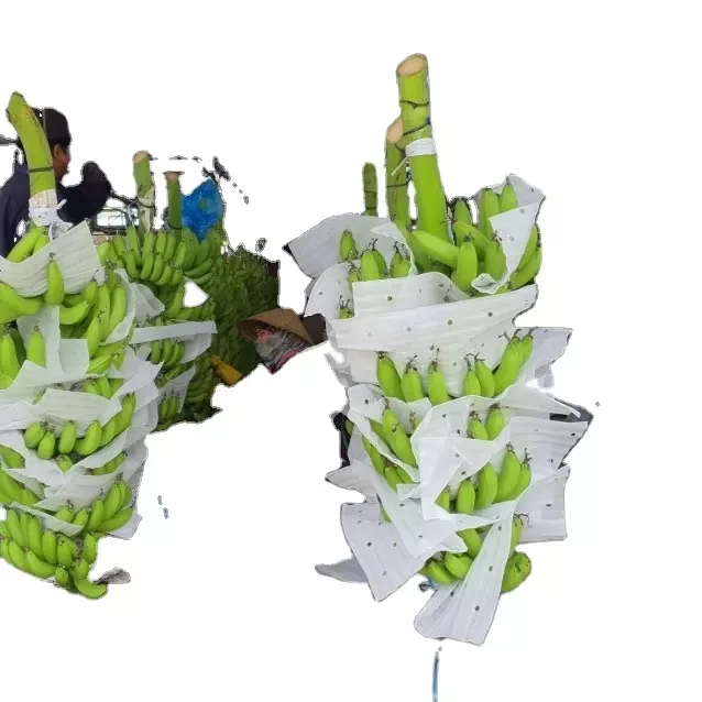 Best Price Green banana - Banana Cavendish - Fresh banana with sweet taste for wholesale