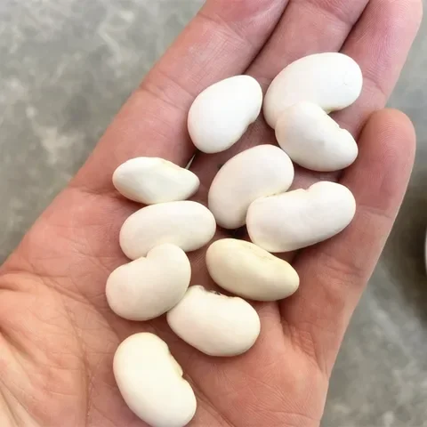 Wholesale Price Natural White Kidney Beans