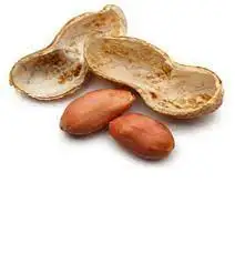 Raw Kernel Peanuts Wholesale Supplier of Raw Peanuts at Best Market Price