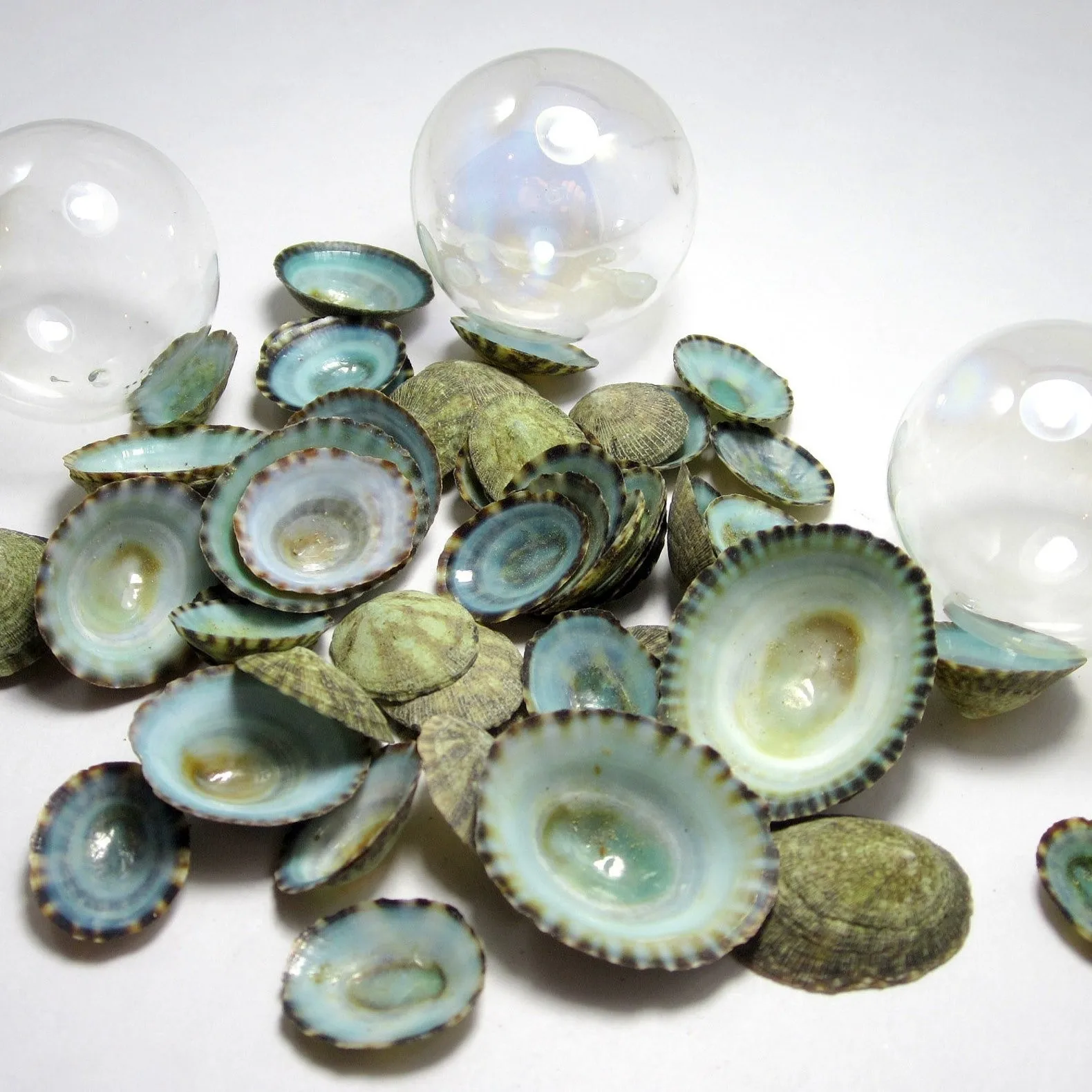 Зеленые ракушки limpet натуральные limpets сырые морские из Вьетнама