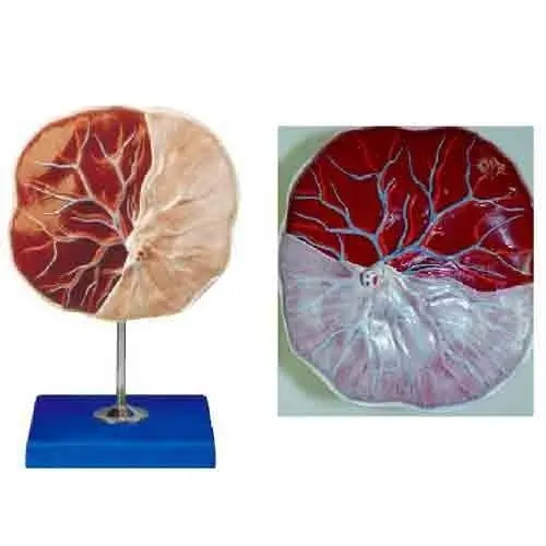 High Quality A One  HUMAN PLACENTA MODEL   Educational Lab suture practice kit teaching resources Medical Science