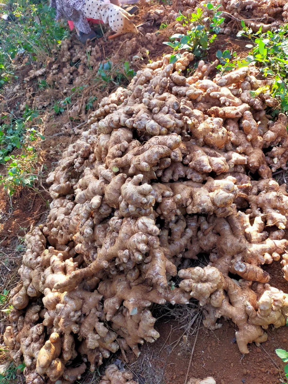 High Quality Delicious Frozen Ginger Fruits and Vegetables from Vietnamese Manufacturer Packaged in Bulk for minus18C Storage