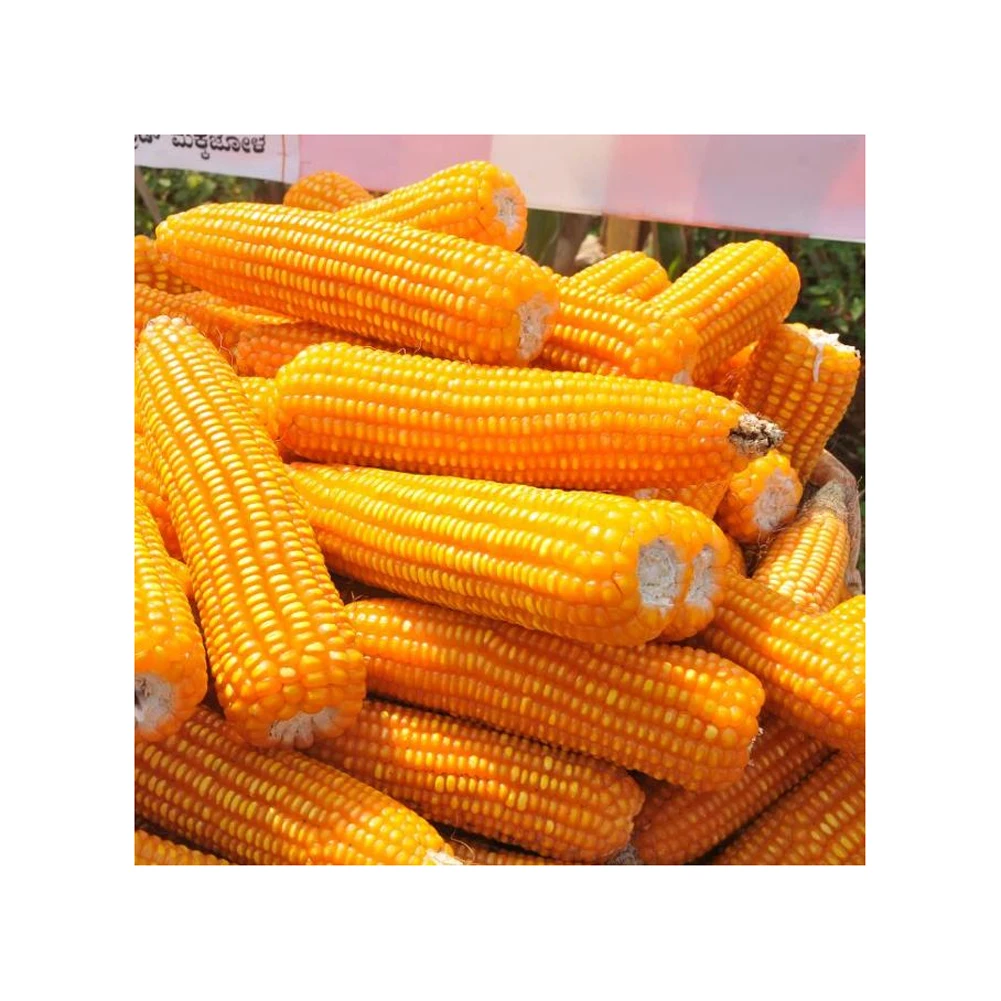 Yellow Corn For Human Consumption Yellow Corn Maize For Animal Feed White Corn Maize Best Supplier
