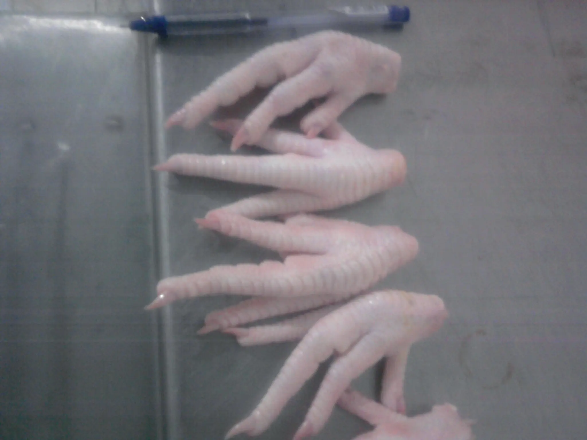 chicken paws (4) - Copy.JPG