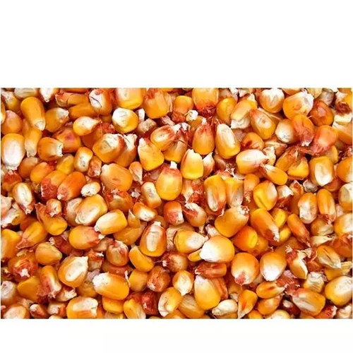 Желтая Кукуруза без ГМО, подходит для человеческого потребления и корма для животных, Бразильская Желтая Кукуруза для кормления птицы