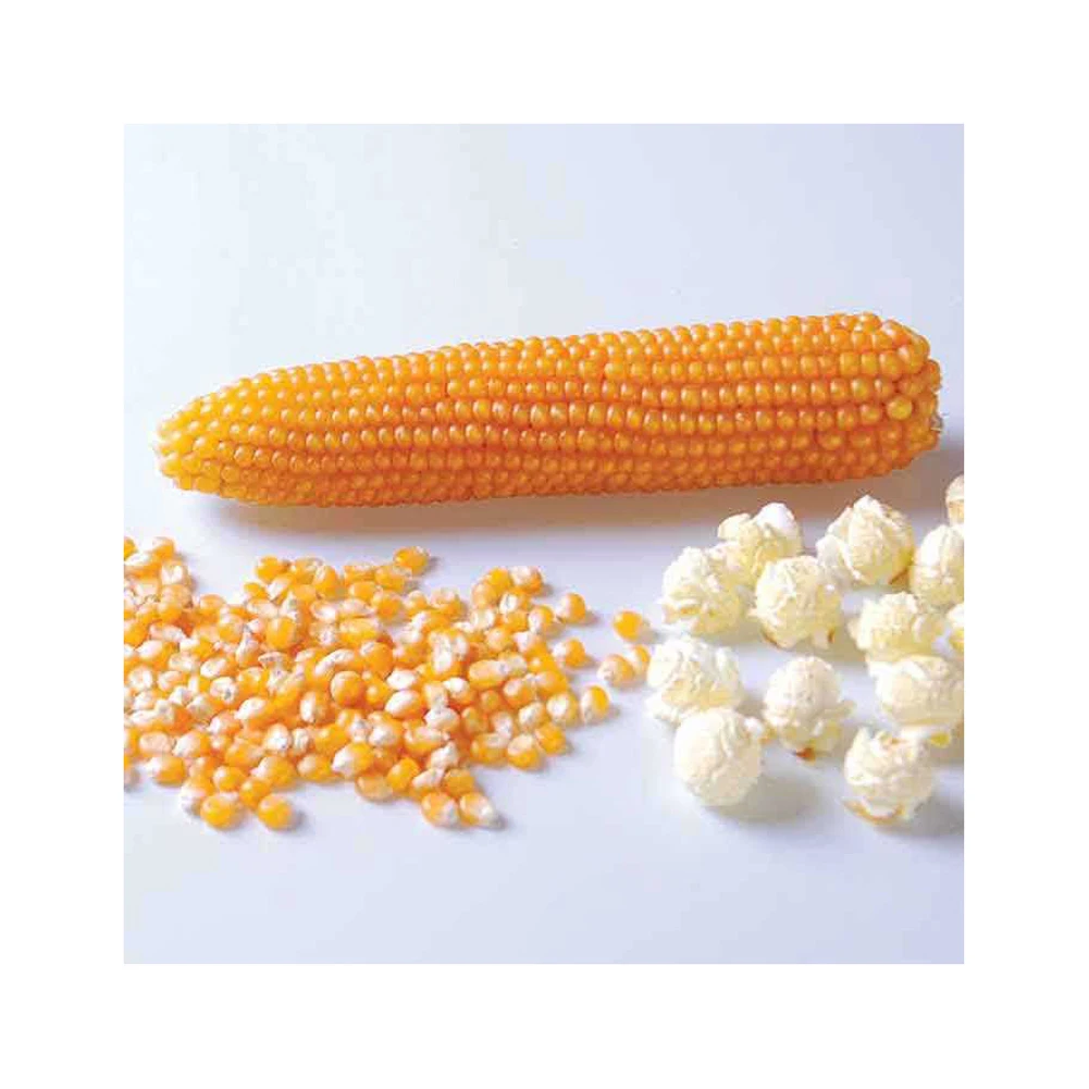 Corn Gluten Meal 60% Protein Feed Grade Powder / Yellow Maize