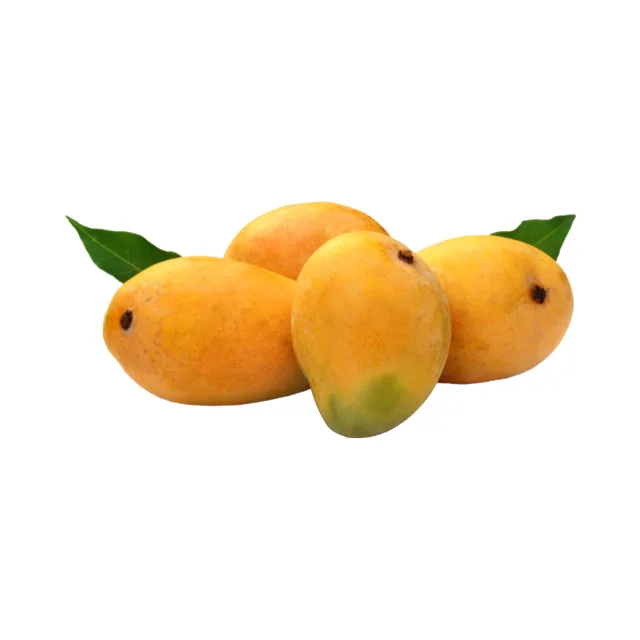 Cheap Wholesale Competitively High Quality Fresh Mango Hot Good Best Price Manufacturer in Vietnam