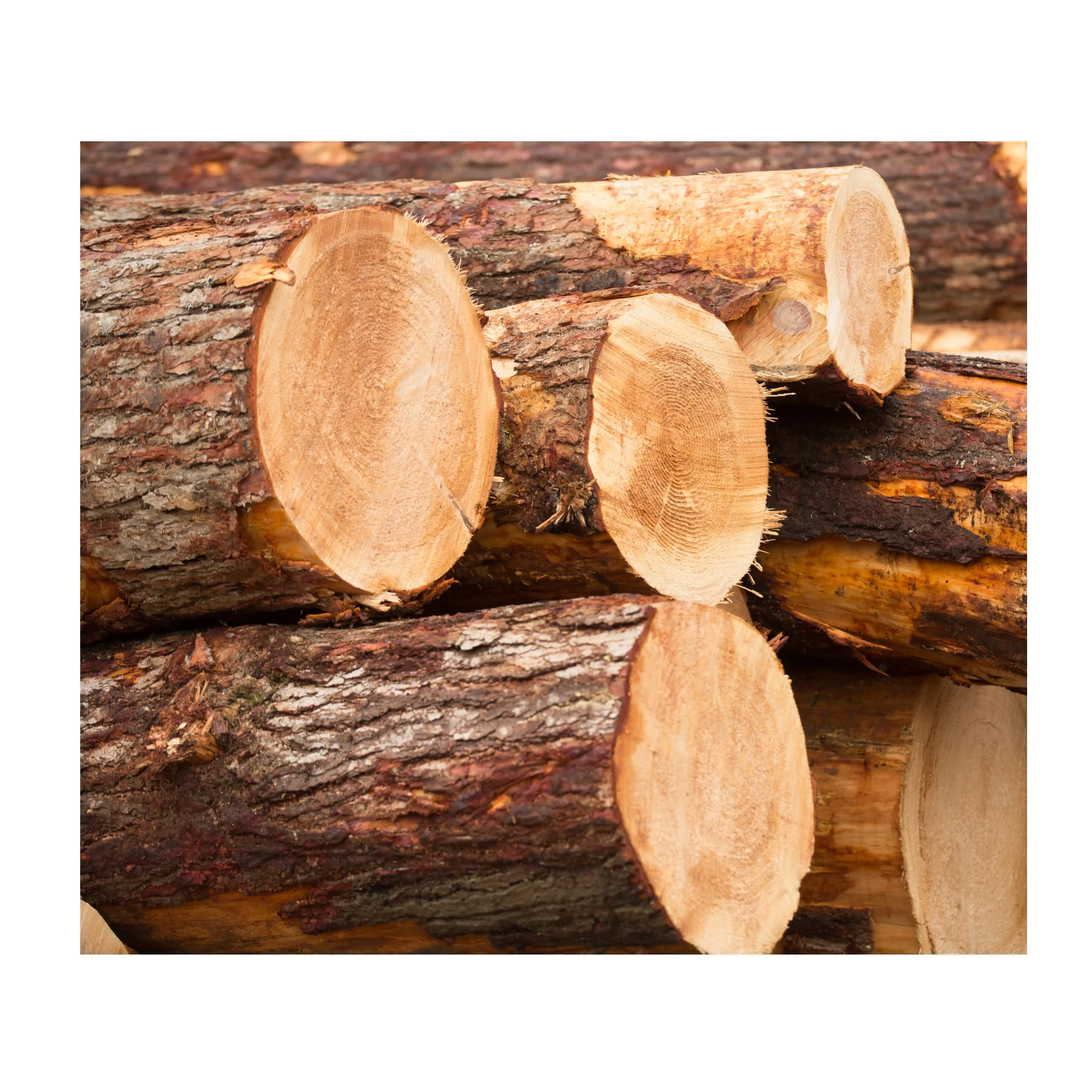 Fir Wood Logs & Lumber - Various Sizes & Grades for Your Needs