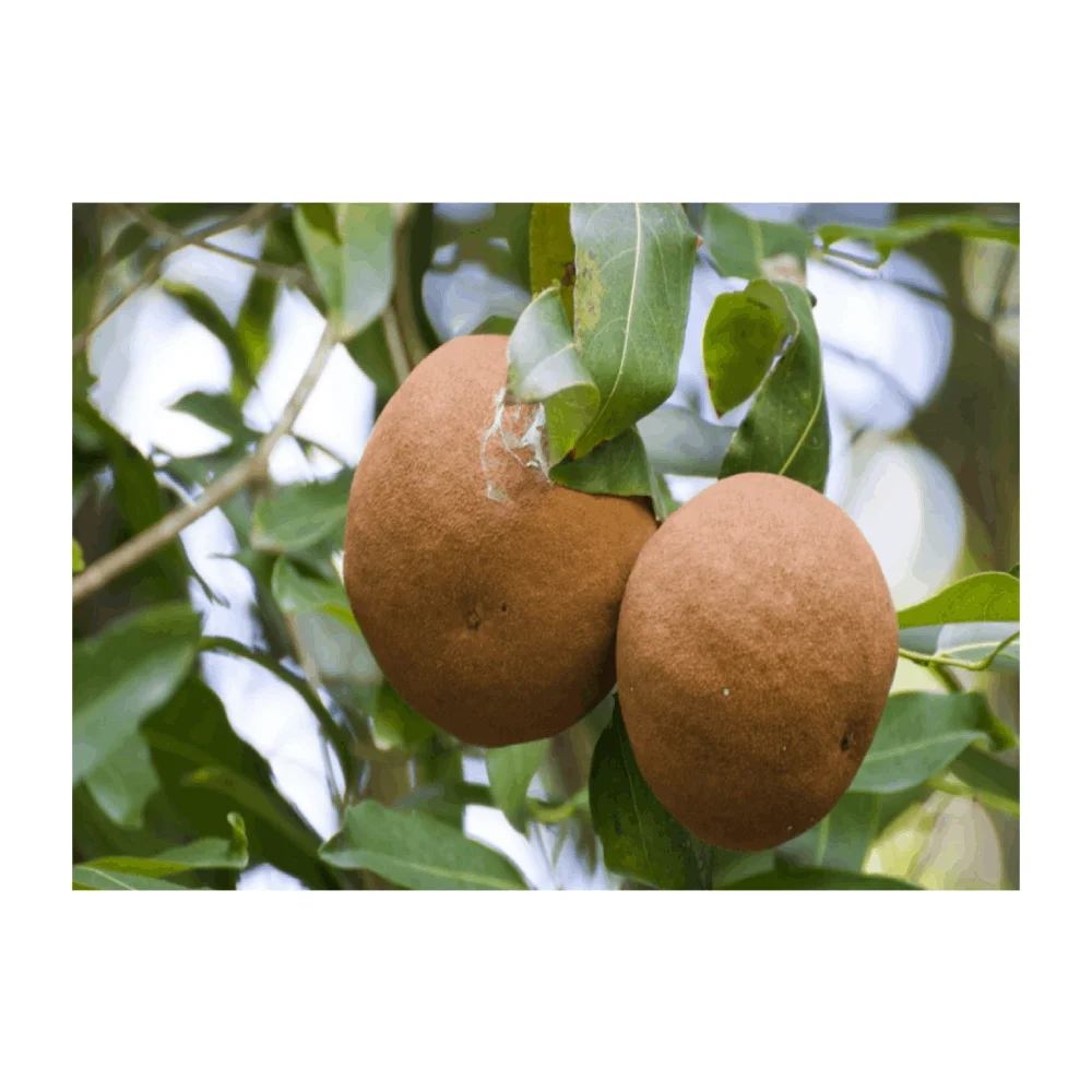 Private Label Oem / Odm Exporter of Low Price Sale Chaulmogra Oil From Indian Supplier