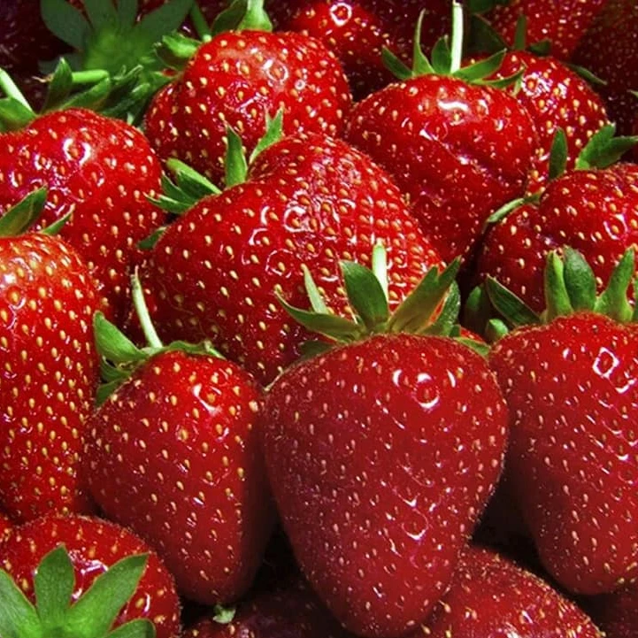 Strawberry Fruit Fresh Strawberry Wholesale Price